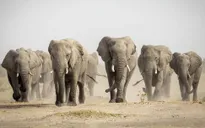 Botswana dọa "trục xuất" 20.000 con voi tới Đức