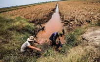 Đồng bằng sông Cửu Long đối mặt với tình trạng thiếu nước trầm trọng