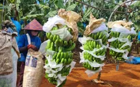 Ngân hàng nỗ lực thúc đẩy tăng trưởng tín dụng