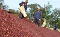 Doanh nghiệp lo thiếu nguồn cung khi giá cà phê tăng cao