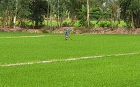 Độ mặn giảm, nông dân Hậu Giang phấn khởi