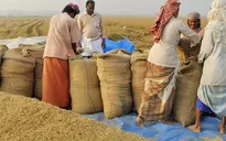 Dự báo Ấn Độ tiếp tục dẫn đầu thị trường gạo thế giới