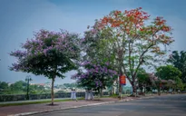 Nồng nàn sắc hoa mùa hạ