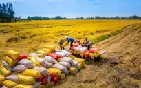 Thị trường khan hàng, giá cả neo cao: Cơ hội "vàng" cho gạo Việt bứt phá