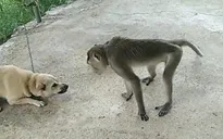 Khỉ vào nhà dân tấn công khiến một người bị thương