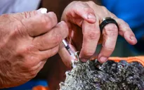 Vắt nọc độc của sinh vật biển để điều chế dược phẩm