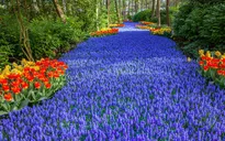 Keukenhof - vườn xuân đẹp nhất thế giới