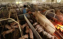 Giá lợn hơi tăng mạnh