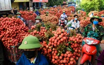 Quảng Ninh tổ chức livestream bán vải chín sớm