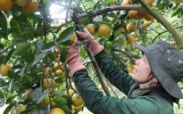 Liên kết xuất khẩu nông sản chủ lực giúp nông dân tiêu thụ sản phẩm