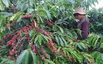 Giá nhiều loại nông sản xuất khẩu tăng cao