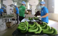Xuất khẩu qua kênh bán lẻ ngoại, nhiều tín hiệu khả quan