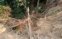 Quảng Trị: Xử phạt một doanh nghiệp vì san ủi rừng phòng hộ