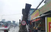 Hàng xà cừ cổ thụ buộc phải cắt ngọn, đánh chuyển trên đường 70 kéo dài