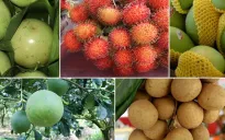 Các nước châu Á tăng nhập trái cây từ Việt Nam