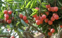 Lo ngại nguồn cung nông sản không đủ cho xuất khẩu