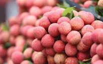 Vải thiều được giá vì... mất mùa?