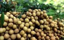 Nhãn Sơn La chín sớm