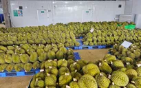 Hiệu quả từ trồng sầu riêng có mã số