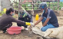 Dịch lở mồm long móng có nguy cơ lây lan rộng ở Gia Lai