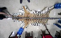 Khởi tố đối tượng mua bán động vật hoang dã quý hiếm