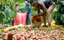 Sản lượng cà phê Việt Nam có thể thấp nhất 13 năm