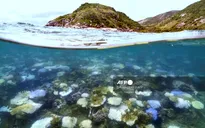 Australia tài trợ 11,5 triệu USD cho các dự án bảo vệ rạn san hô Great Barrier