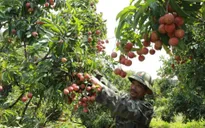Giảm hao hụt sau thu hoạch, tăng giá trị quả vải