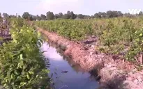 Vùng trồng mai tìm giải pháp đối phó hạn mặn