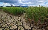 Hạn hán ở Tây Nguyên và Nam Bộ có khả năng chấm dứt vào nửa cuối tháng 5