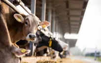 Lo ngại về virus H5N1 ở gia súc tại Mỹ