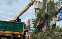Đốn hạ gần 90 cây xanh mở rộng đường vào sân bay Tân Sơn Nhất