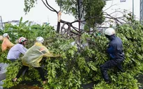 Dông lốc làm tốc mái, cây xanh gãy đổ ở nhiều địa phương
