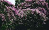 Hoa Bằng lăng nở rộ ở Hà Nội