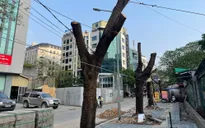 Hà Nội: Hàng loạt cây xanh lâu năm bị cắt trụi ngọn, trồi gốc