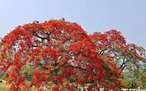 Du khách ấn tượng sắc đỏ hoa phượng trong những ngày tháng 5 lịch sử trên đồi A1
