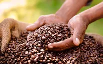 Mô hình kinh tế tuần hoàn trong chuỗi giá trị cà phê