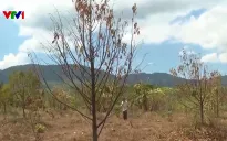 “Khát nước” tưới, nhiều vườn sầu riêng ở Bình Thuận khô héo