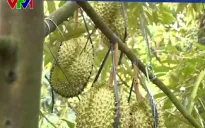 Nguy cơ cung vượt cầu khi tăng nóng diện tích sầu riêng