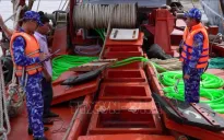 Bắt giữ tàu vận chuyển trái phép khoảng 200.000 lít dầu DO