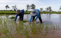La Nina ảnh hưởng mạnh đến sản xuất nông nghiệp và tỷ lệ lạm phát ở Thái Lan