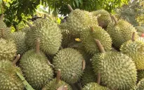 Việt Nam cung cấp sầu riêng lớn thứ 2 cho Trung Quốc