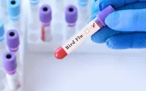 Bé gái 2,5 tuổi ở Australia nhiễm cúm gia cầm H5N1