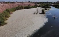 Cá chết hàng loạt ở bang Chihuahua của Mexico do hạn hán nghiêm trọng
