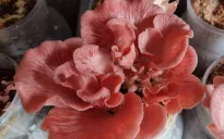 Trồng nấm bằng trí tuệ nhân tạo