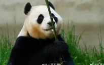 Công chúa Fubao ra mắt ở Trung Quốc, nhiều người xếp hàng đợi từ 4 giờ sáng
