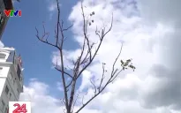 Hàng loạt cây xanh ở TP Hồ Chí Minh chết khô
