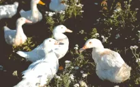 Cúm gia cầm tấn công trang trại vịt ở Australia