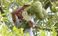 Để sầu riêng Việt “vươn xa”