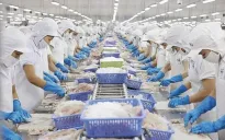 Gói tín dụng 30.000 tỷ đồng cho lâm thủy sản phát huy hiệu quả